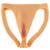 Ultra Realistic Vagina Jock