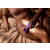 Shared Touch
