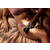 Shared Touch